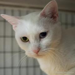 meow cat rescue cat of the week - 'personal assistant' betty white