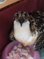 Osprey Casualties Spike In Wake of Tropical Storm Andrea