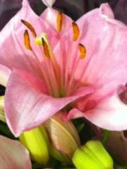 Carolyn Ann Benefield Flowers, 65, Dies